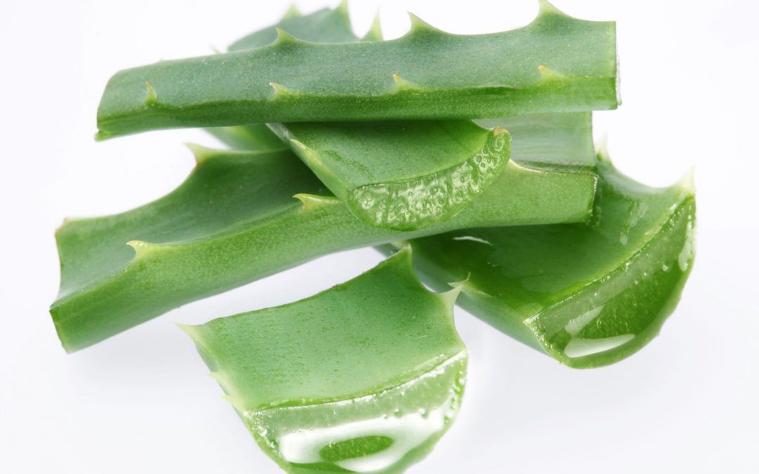 Aloë Vera, de plant van onsterfelijkheid
